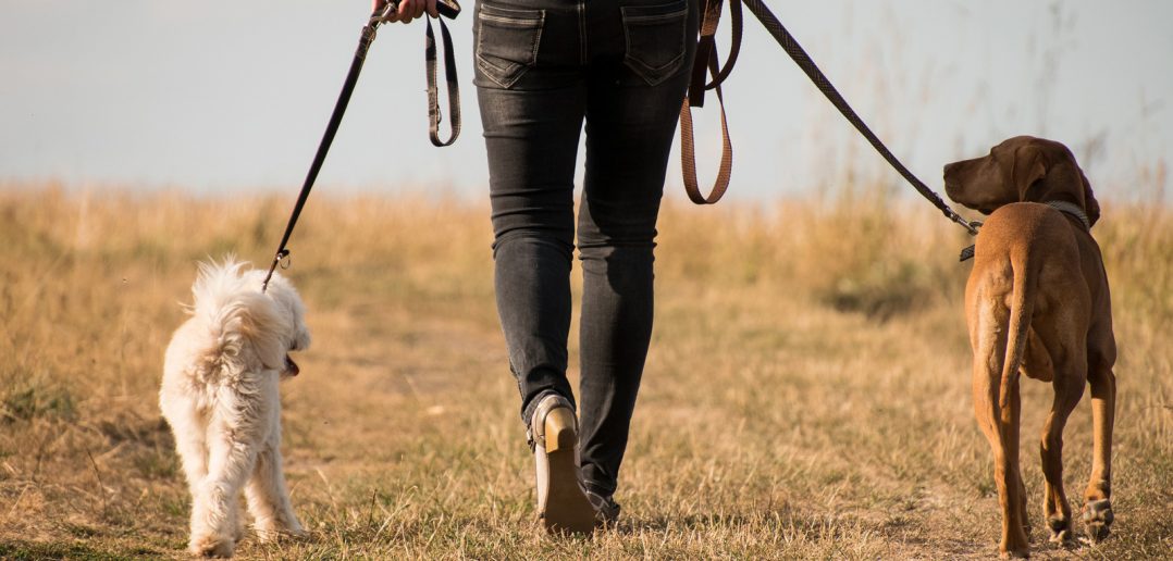 a man with two dogs on leashes walking away in a field