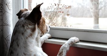 dog watching outside through the window