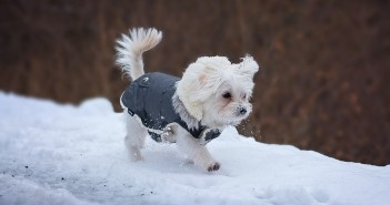 dog wearing a winter coat