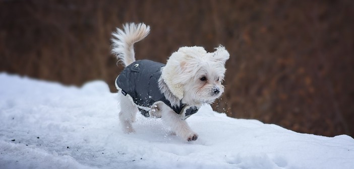 dog wearing a winter coat
