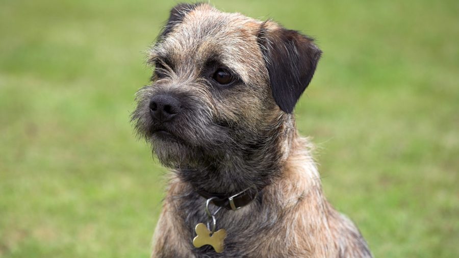 cute terrier dog with collar and an id tag
