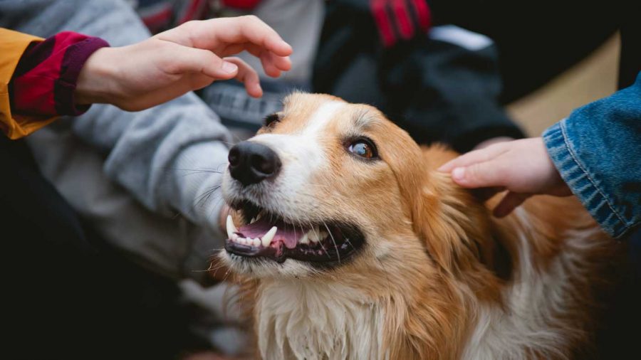 school children petting a dog