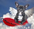 bulldog with wings floating on clouds