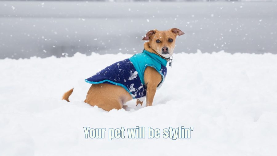 cute dog wearing a snow vest coat to stay warm in winter