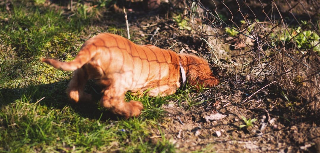 perfect landscape for your dog