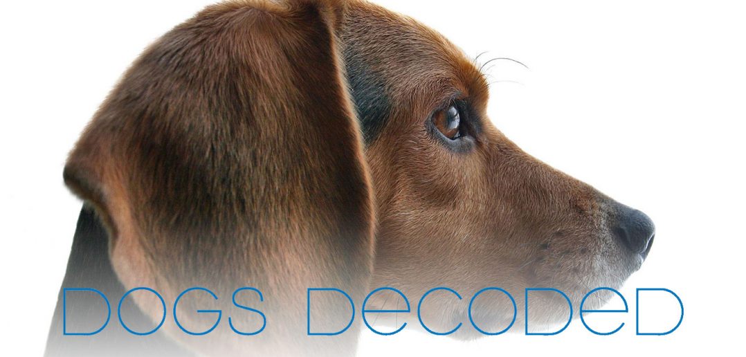 dogs decoded understanding the human-dog relationship title over dog head profile background