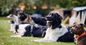 Dogs of different breeds resting calmly together on grass with their owners nearby.