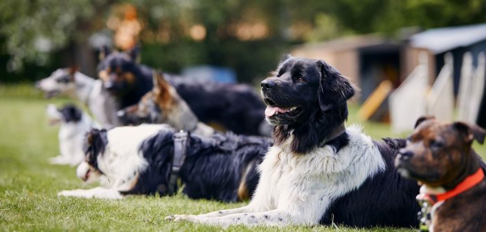 Dogs of different breeds resting calmly together on grass with their owners nearby.