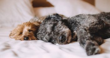 two dogs sleeping in a person's bed