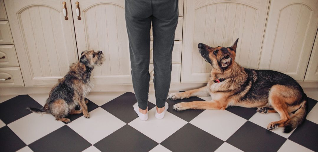 Two dogs sitting on a kitchen floor looking up at a person, waiting patiently for a treat.