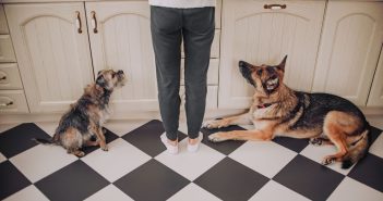 Two dogs sitting on a kitchen floor looking up at a person, waiting patiently for a treat.