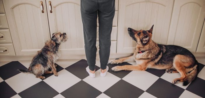 Two dogs sitting on a kitchen floor looking up at a person, waiting patiently for a treat.
