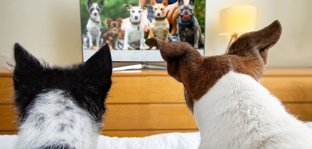 Two dogs sitting on a bed watching a TV screen featuring a lineup of other dogs, symbolizing interest in a dog-focused TV show.