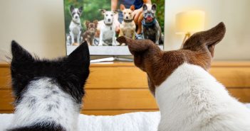 Two dogs sitting on a bed watching a TV screen featuring a lineup of other dogs, symbolizing interest in a dog-focused TV show.