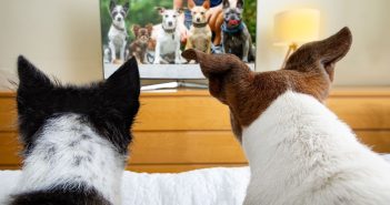 two dogs at the foot of the bed watching other dogs on a tv screen