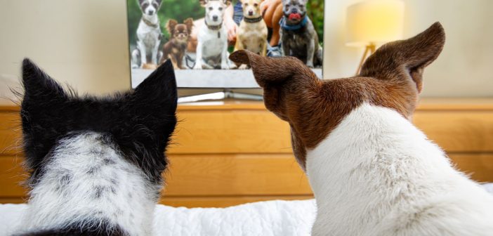 two dogs at the foot of the bed watching other dogs on a tv screen