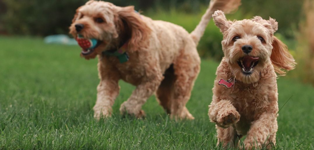 two doodle dogs playing outside