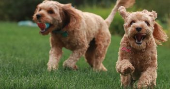 two doodle dogs playing outside