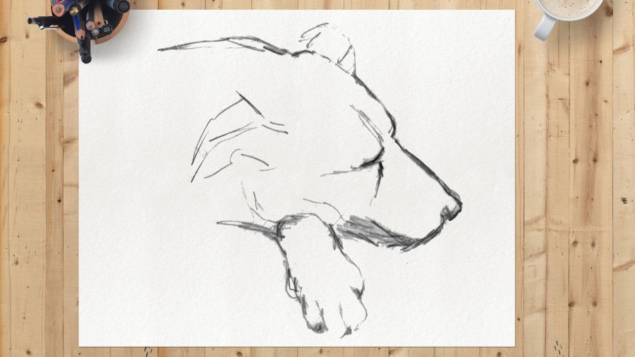 dog face sketch