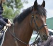 dressage competition horse
