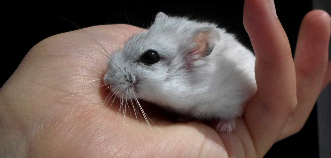 cute little dwarf hamster in a child's hand