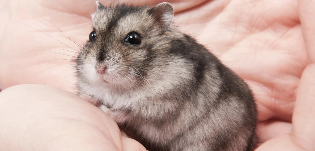 close up of hands cradling a dwarf hamster pet