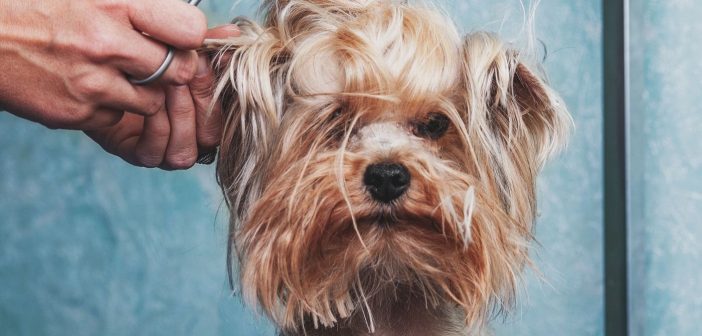 Reasons To Take Your Dog to the Pet Groomer Regularly