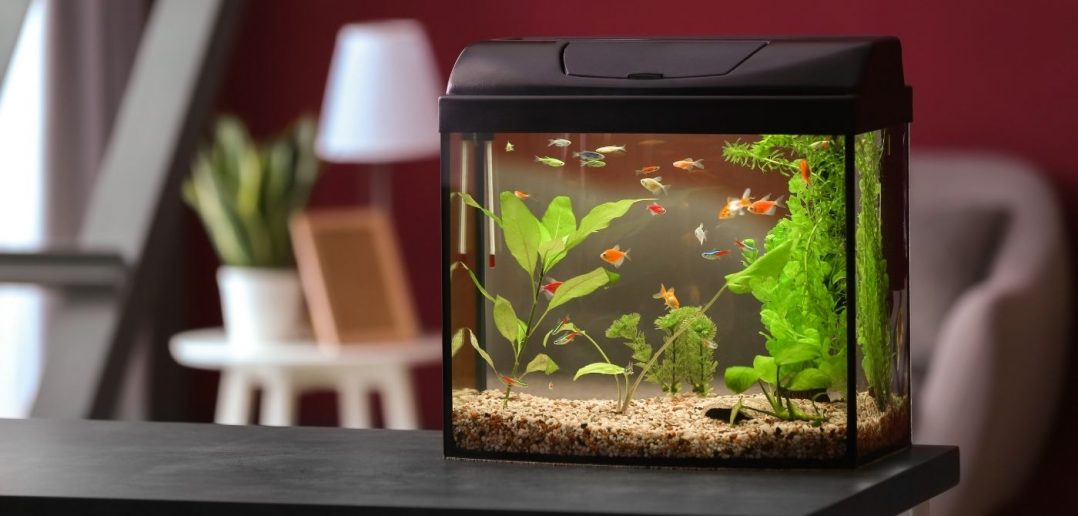 Things To Consider Before Buying Fish