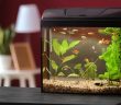 Things To Consider Before Buying Fish