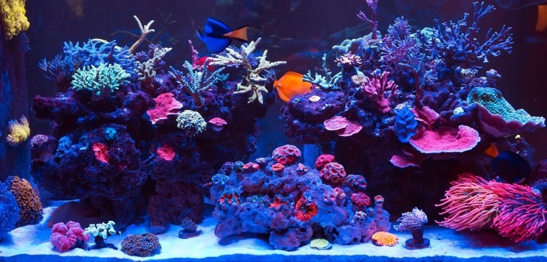 Tips and Tricks for Adding Fish Into a Reef Aquarium