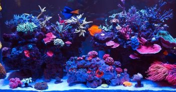 Tips and Tricks for Adding Fish Into a Reef Aquarium