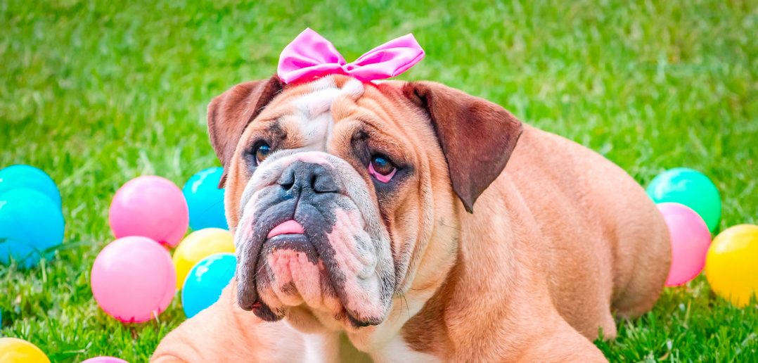 bulldog with a pink bow laying in grass with plastic easter eggs