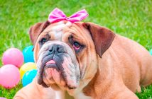 bulldog with a pink bow laying in grass with plastic easter eggs