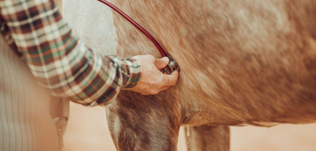 Veterinarian using a stethoscope to examine a horse during a health check