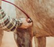 Veterinarian using a stethoscope to examine a horse during a health check