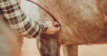 Veterinarian using a stethoscope to examine a horse during a health check