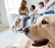 family dog in the foreground in front of his family in the living room