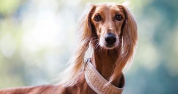 dog wearing a fancy collar