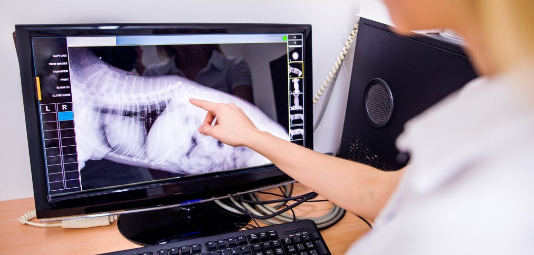 veterinary surgeon examining a dog's xray