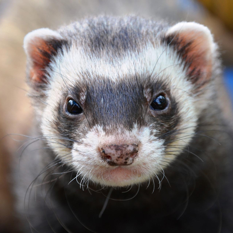 closeup of pet ferret's face