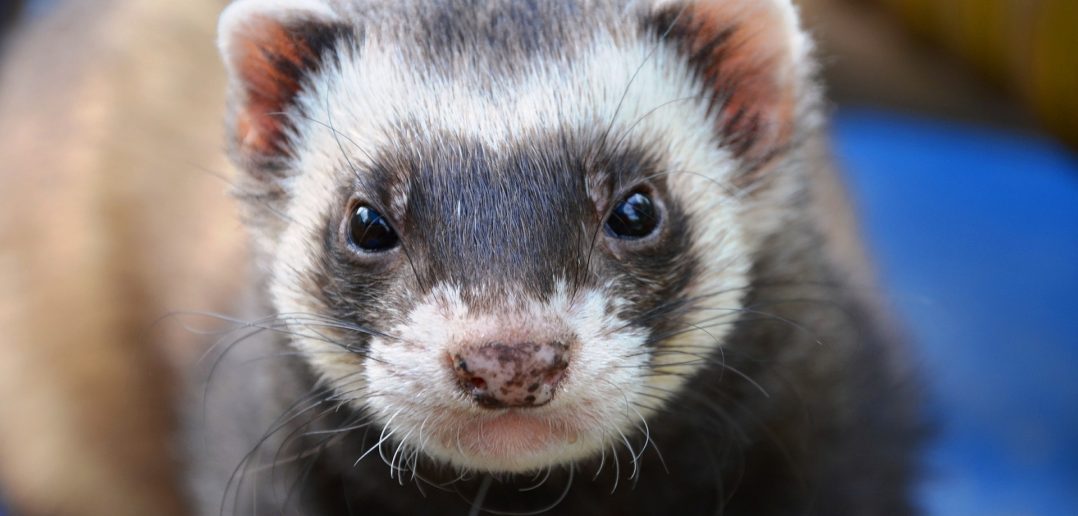 ferret face