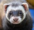 ferret face