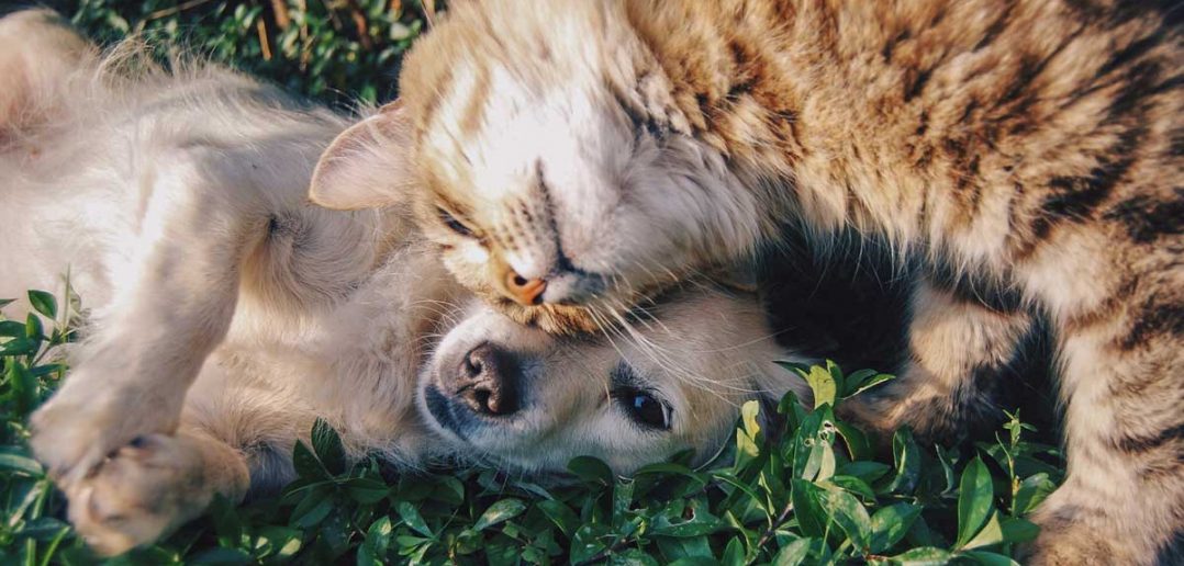 dog and cat laying together in the grass