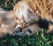 dog and cat laying together in the grass