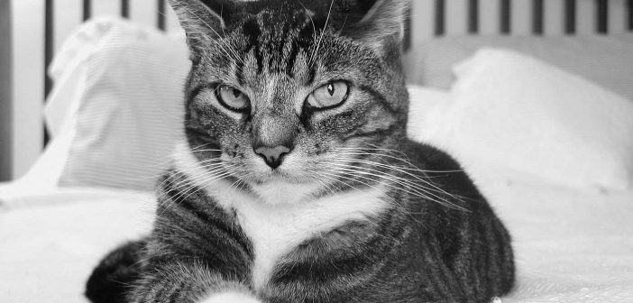 beautiful, fierce, stoic cat in black and white