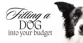 Stylized image with the text ‘Fitting a Dog into Your Budget’ in elegant script next to the face of a black and white Border Collie on a white background.