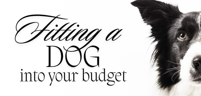 Stylized image with the text ‘Fitting a Dog into Your Budget’ in elegant script next to the face of a black and white Border Collie on a white background.