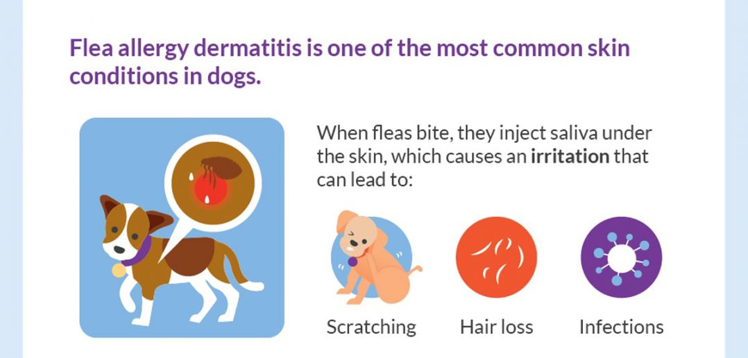 Flea Treatment for Puppies (An Infographic with Tips!) PetsBlogs
