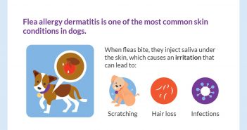 flea allergy illustration from the flea treatments infographic