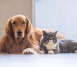 dog and cat resting together representing flea and tick prevention for pets